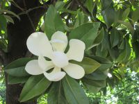 Magnolienblüte