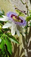 Maracuja Blüte
