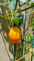 Maracuja Frucht