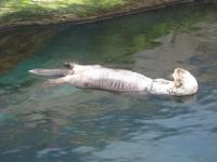 Mir geht es gut! Fischotter im Ozeanium