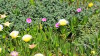 Mittagsblumen