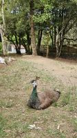 Monte Brazil, Tiergehege