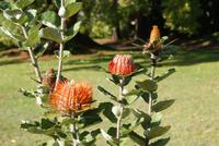 Nadelkissenprotea