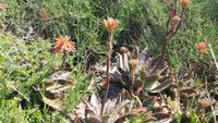 Natur 