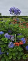 Natur Blumen Arrangement