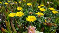 Natur am Cabo 