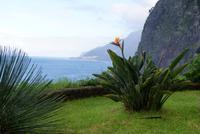 Norseite Madeira