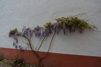 Obidos (12)