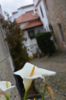 Obidos (9)