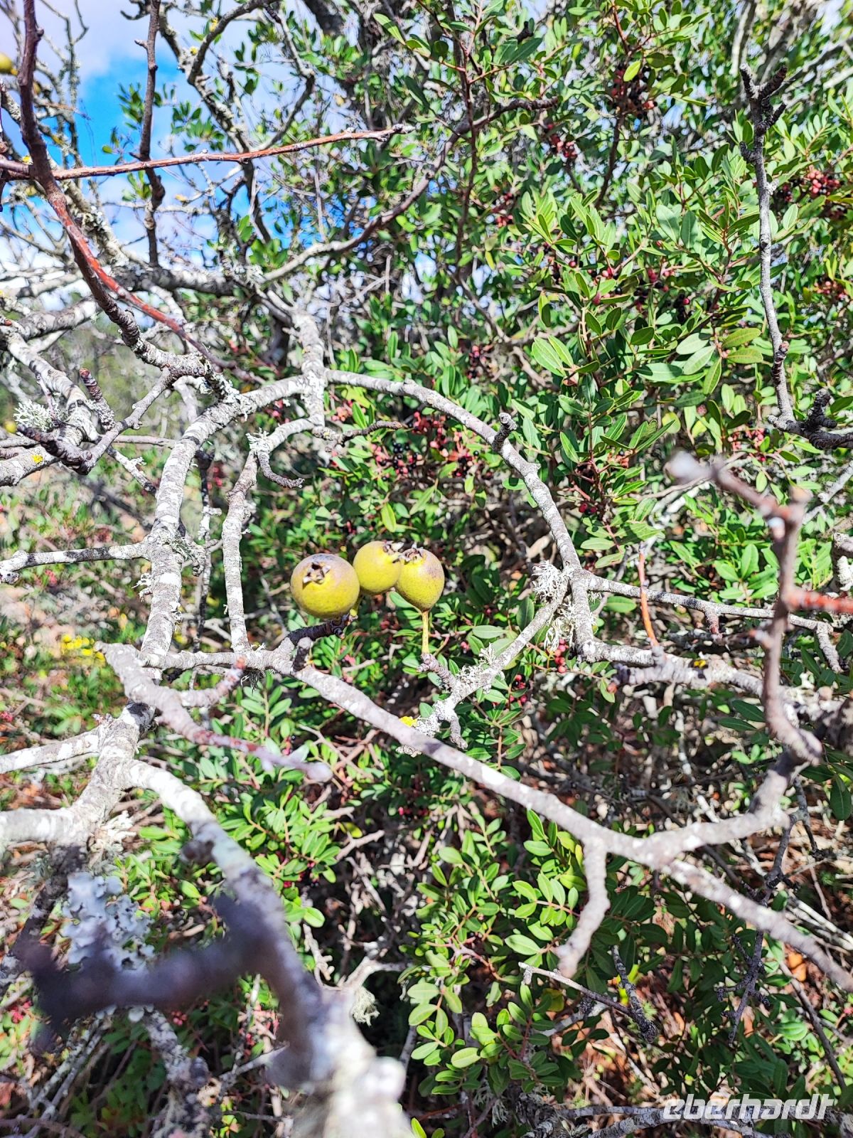 Olivenbaum