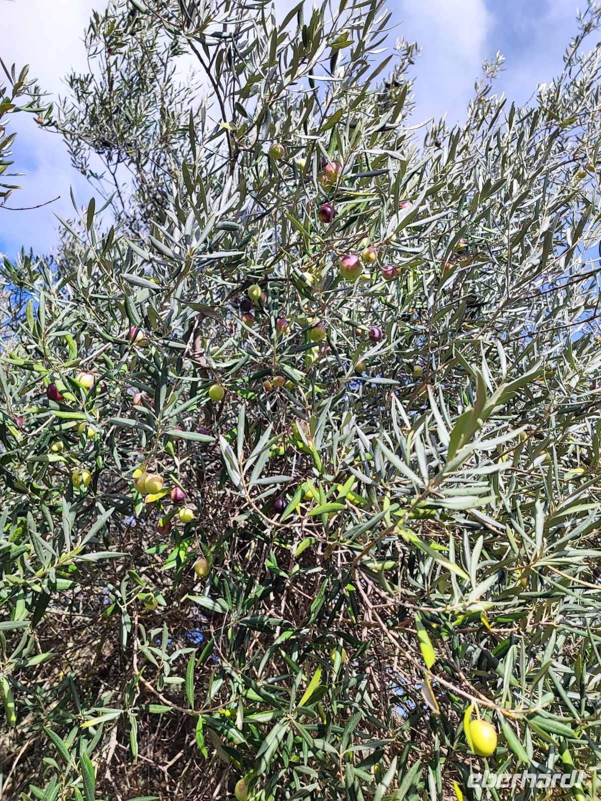 Olivernbaum