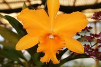 Orchideen (14)