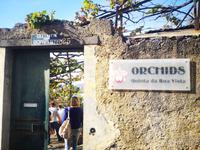 Orchideen Garten Funchal Madeira