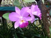 Orchideen-Garten