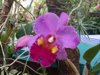 Orchideen-Garten