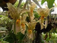 Orchideen-Garten