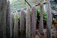 Orchideengarten (4)