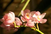 Orchideengarten (7)