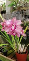 Orchideengarten Quinta da Boa Vista 