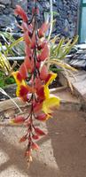 Orchideengarten Quinta da Boa Vista 