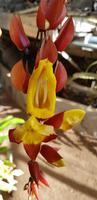 Orchideengarten Quinta da Boa Vista 