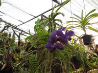 Orchideengarten, Funchal