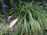 Orchideengarten