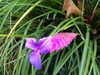 Orchideengarten