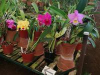 Orchideengarten