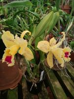 Orchideengarten