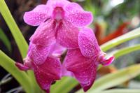 Orchideengarten