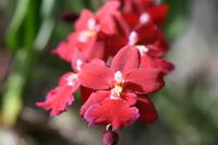 Orchideengarten