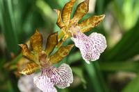 Orchideengarten