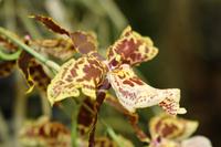 Orchideengarten