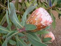P1050015