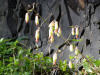 P1050233