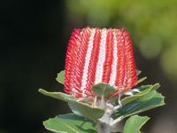 P1170900