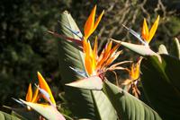 Palheiro Garden (21)