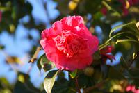 Palheiro Garden (6)