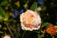 Palheiro Garden (7)