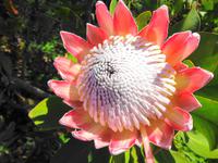 Palheiro Garden