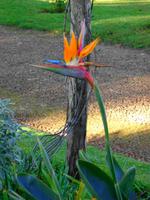 Palheiro Garden