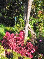 Palheiro Garden