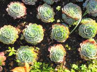 Palheiro Garden