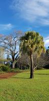Palheiro Gardens 