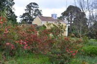 Palheiro Gardens