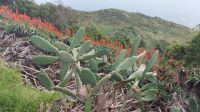 Panorama Kakteen Blumen Madeira, Küste, Portugal