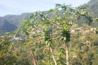 Papaya