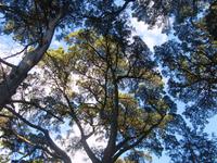 Parque Bucaco
