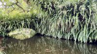 Parque Terra Nostra, São Miguel Island, Povoação, Azores, Portugal